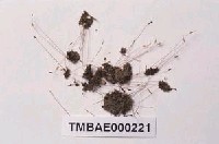 藏品(葫蘆苔)的圖片